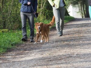 Hundebegnungstraining: ein Hund läuft im Wald und schaut in die Kamera