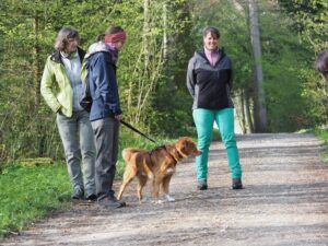 Hundebegnungstraining: ein Hund läuft an einem anderen im Wald vorbei
