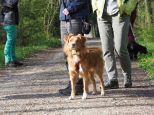 Hundetraining im Wald: 1 Hund im Vordergrund läuft zwischen 2 Menschen an der Leine und schaut nach vorne. Im Hintergrund ist ein anderer Hund am schnüffeln