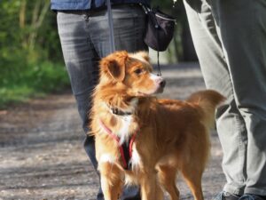 Ein Hund steht an der Leine zwischen 2 Menschen und schaut nach rechts