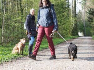2 Mensch-Hund Teams üben ruhiges Begegnen im Wald. 1 Hund läuft an der Leine an einem anderen sitzenden Hund vorbei