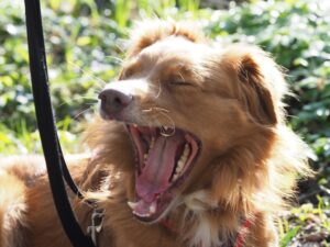 Ein Hund gähnt und ist müde nach dem Training