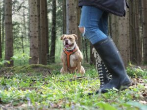 Hundetraining im Wald: ein Hund sitzt da und schaut konzentriert nach vorne