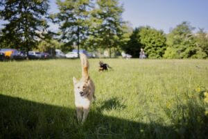 Welpengruppe: 2 Welpen spielen und laufen Richtung Kamera