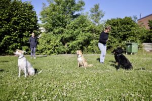 2 Mensch-Hund-Teams üben in der Gruppe Sitz, die Hunde schauen nach Links, sitzen im Gras, die Sonne scheint
