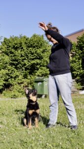 Linda übt mit Akay, Akay sitzt und schaut Linda konzentriert an