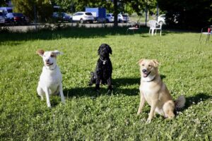 3 Hunde sitzen auf einer Wiese ohne Leine und schauen in die Kamera