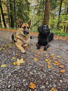 2 Hunde liegen im Wald an der Leine, einer trägt einen Maulkorb